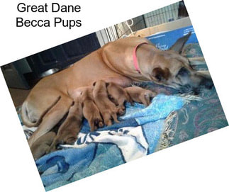 Great Dane Becca Pups