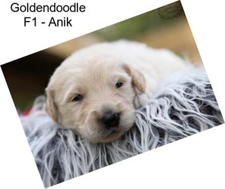 Goldendoodle F1 - Anik