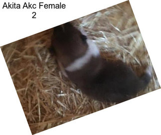 Akita Akc Female 2