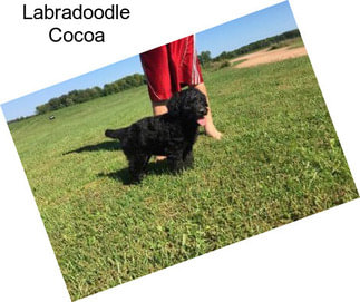 Labradoodle Cocoa