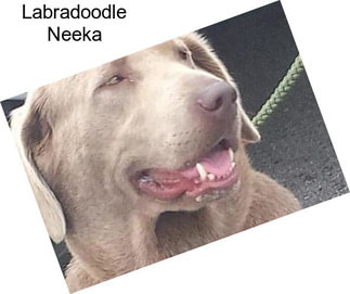 Labradoodle Neeka