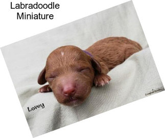 Labradoodle Miniature