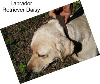 Labrador Retriever Daisy