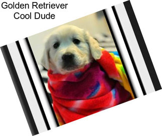 Golden Retriever Cool Dude