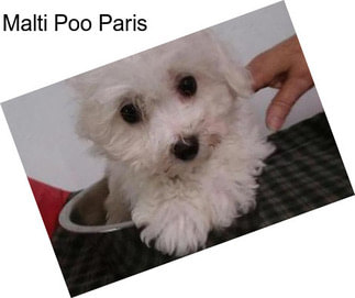 Malti Poo Paris