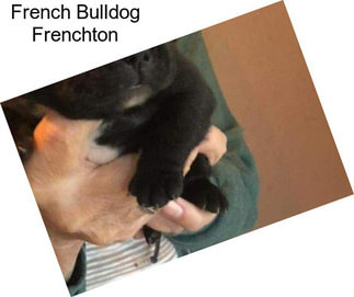 French Bulldog Frenchton