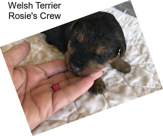 Welsh Terrier Rosie\'s Crew