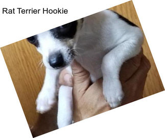 Rat Terrier Hookie