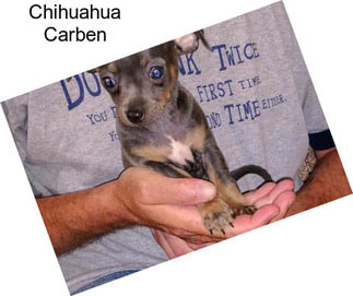 Chihuahua Carben