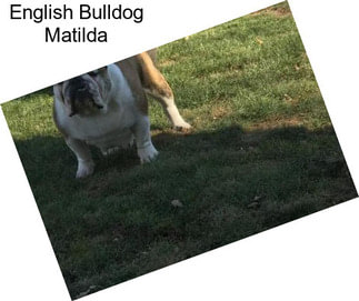 English Bulldog Matilda
