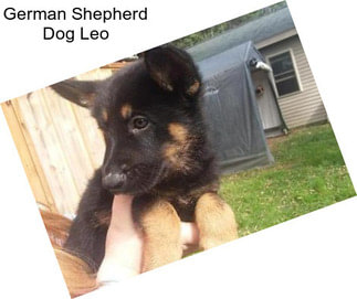 German Shepherd Dog Leo