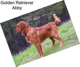 Golden Retriever Abby