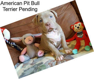 American Pit Bull Terrier Pending