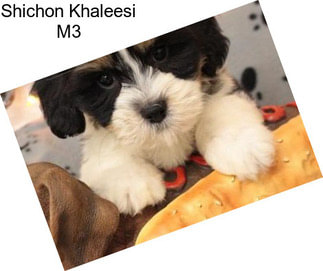 Shichon Khaleesi M3