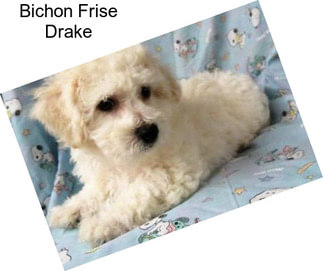 Bichon Frise Drake