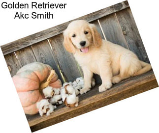 Golden Retriever Akc Smith