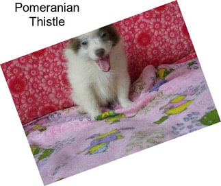 Pomeranian Thistle