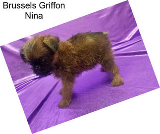 Brussels Griffon Nina