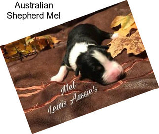 Australian Shepherd Mel