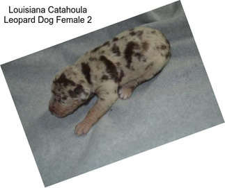 Louisiana Catahoula Leopard Dog Female 2