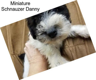 Miniature Schnauzer Danny