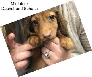 Miniature Dachshund Schatzi