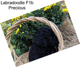 Labradoodle F1b Precious