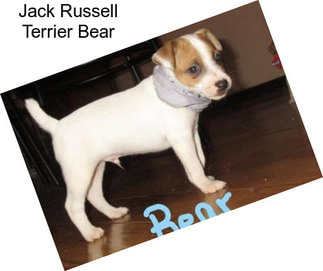 Jack Russell Terrier Bear