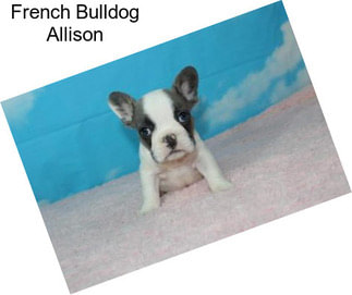 French Bulldog Allison