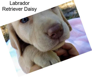 Labrador Retriever Daisy