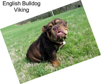 English Bulldog Viking