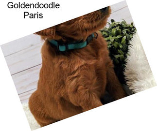 Goldendoodle Paris