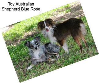 Toy Australian Shepherd Blue Rose