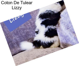 Coton De Tulear Lizzy