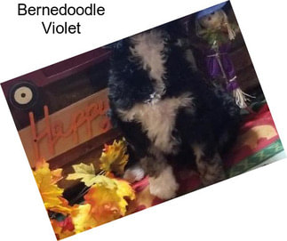 Bernedoodle Violet