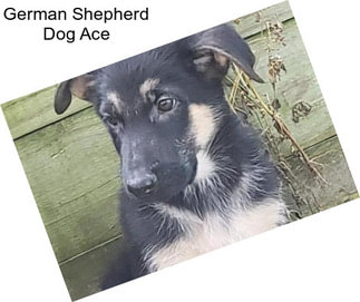 German Shepherd Dog Ace