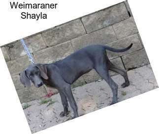 Weimaraner Shayla