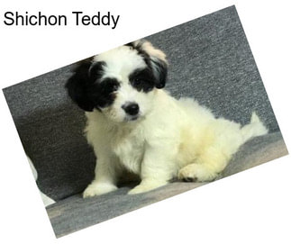 Shichon Teddy