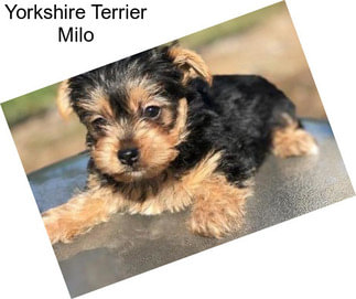 Yorkshire Terrier Milo