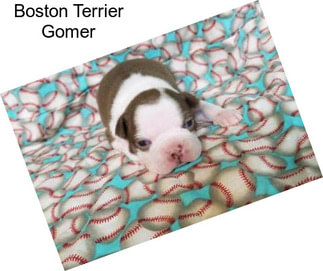 Boston Terrier Gomer