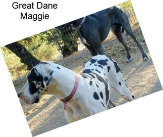 Great Dane Maggie