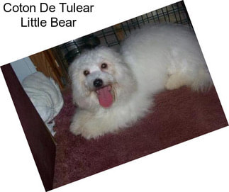 Coton De Tulear Little Bear