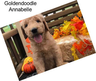 Goldendoodle Annabelle