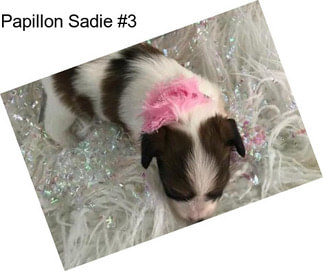 Papillon Sadie #3