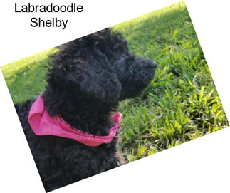 Labradoodle Shelby