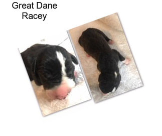 Great Dane Racey