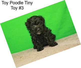 Toy Poodle Tiny Toy #3