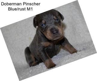 Doberman Pinscher Blue/rust M1