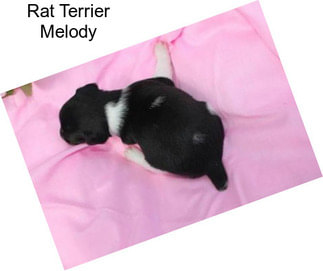 Rat Terrier Melody