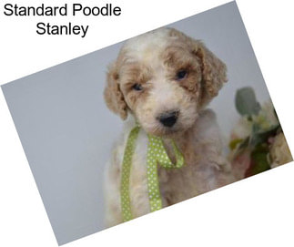 Standard Poodle Stanley